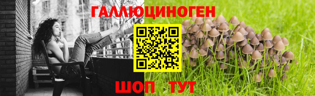 Псилоцибиновые грибы Psilocybe  Вход с VPN  Калининград 